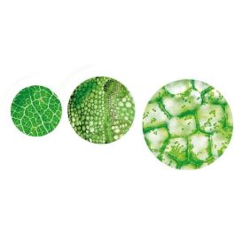 Clementoni CLE8005125527595 Súper Microscopio Profesional - Kit de Ciencia y Juego - Ideal para Niños +8 años