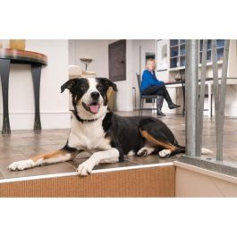 Petsafe PET0729849163621 Collar Adicional para Sistemas de Apoyo Educativo 300-600-900 m Petsafe PET0729849163621 Collar Adicional para Sistemas de Apoyo Educativo 300-600-900 m