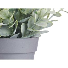 Maceta Planta Verde Surtidos Ibergarden 12X18CM (24 Unidades) Maceta Planta Verde Surtidos Ibergarden 12X18CM (24 Unidades)