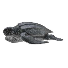 Tortuga Laud -M- 88680 Collecta Precio: 5.9532. SKU: B1FHVGJECN