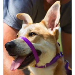 Collar Canny Dog Color Púrpura T-4 Precio: 21.95000016. SKU: B17RGPEQBP