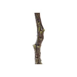 Rama DKD Home Decor Verde Marron Claro 40 x 130 x 40 cm (24 Unidades) Rama DKD Home Decor Verde Marron Claro 40 x 130 x 40 cm (24 Unidades)