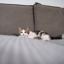 Tope adhesivo para arañazos de gato - TYROL - x24
