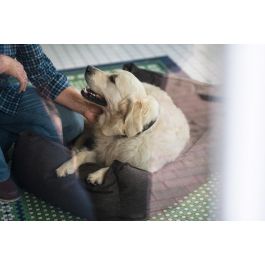 Hunter Sofá Boston 60x50 cm Marrón para Perros Diseño Clásico Acogedor con Funda Extraíble Precio: 49.50000011. SKU: S6103491