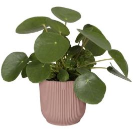 Vibras de maceta de flores redondas - Plastic - Ø22 - Polvo de rosa Vibras de maceta de flores redondas - Plastic - Ø22 - Polvo de rosa