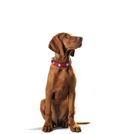 Collar Swiss Cuero Organic Rj-Ng 50 Collar Swiss Cuero Organic Rj-Ng 50