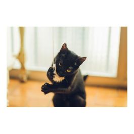 Gloria Palo Con Pompón Pequeño 6 cm Dim. Juguete Natural para Gatos con Piel de Conejo y Madera, Fabricado en España