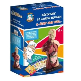 HOLA MAESTRO Anatomía del Busto: Modelo Detallado para Descubrir el Cuerpo Humano