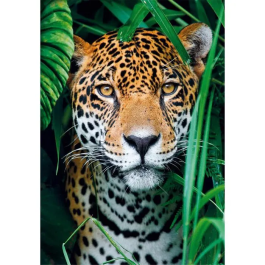 Clementoni CLE1708579108441 Puzzle 500 Piezas Jaguar en la Jungla Precio: 21.99000034. SKU: B17SMGPNTA