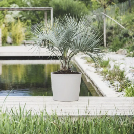 Eda Olla Poética Elemento Cónico 50 - Maceta de Piedra Caliza | Modelo Conical 50