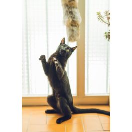 Gloria Cojín Grande Gehry para Gato Piel de Conejo 100% Natural Fabricado en España 40x11 cm
