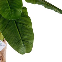 Ibergarden Planta Bananera Pequeña con Maceta Plástico Verde 120 cm