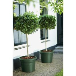 Jardinera Elho Green Basics Cilinder 55 - Verde - Ø 54 x H 41 cm - exterior - 100% reciclado