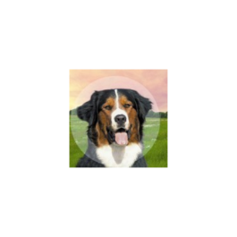 B. Braun Collar Isabelino Collclick 20 Transparente 1 Unidad Precio: 6.50000021. SKU: B1JB7NJJQ6