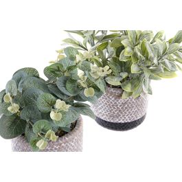 DKD Home Decor Planta Negro Verde 12 x 24 x 12 cm (6 Unidades)