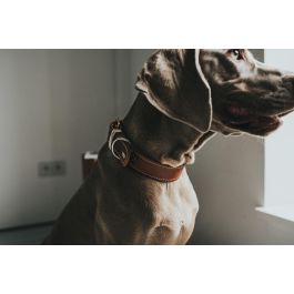 Hunter Collar Aalborg Special para Perro de Cuero Coñac 36-44 cm Ancho 3.5 cm con Costuras Contraste y Distribución Óptima Presión
