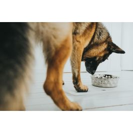 Hunter Comedero Namy para Perros y Gatos Acero Inoxidable 1750 ml Antideslizante Forma Diamante Resistente Arañazos Lavavajillas