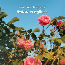L'Occitane En Provence Crema de Manos Rosa 30 ml con 20% Manteca de Karité y Fragancia de GINGEMBRE ROUGE para Nutrición y Suavidad