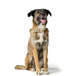 Collar para Perro Hunter Malia Verde S/M 35-44 cm