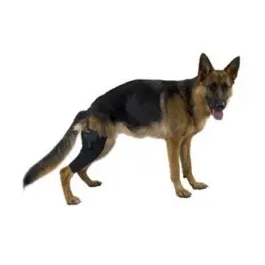 Kruuse Protector De Rodilla L Right Rehab para perros - Uso pre y post cirugía, artritis, lesiones, talla L Pastor Alemán/Boxer Precio: 49.9900005. SKU: B17SZQ7XKL