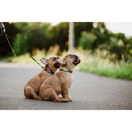 Tickless Repelente Ultrasónico Mini Dog & Cat Protección contra Pulgas y Garrapatas Mentha Green TIC5999566451683