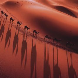 Guerlain Absolus Allegoria Tabac Sahara Eau de Parfum Vaporizador 75 ml