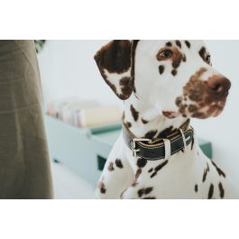 Hunter Collar Aalborg Special Negro para Perro, Cuero de Alta Calidad, Ajustable 30-38 cm Cuello x 3.5 cm Ancho, Costuras Contraste, Distribuye Presión