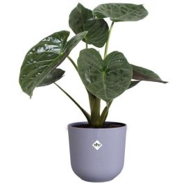 Elho 2941461990141 Juego de 3 Macetas Redondas Jazz - Lila y Blanco - Ø14, Ø16, Ø19 cm - 7 Litros