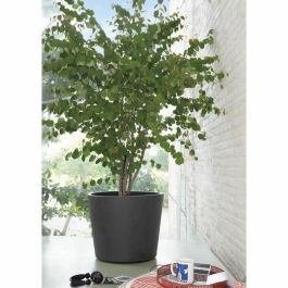 DEROMA 9HB14SZ Maceta Jarrón Millennium R Antracita con reserva de agua y ruedas 59 cm