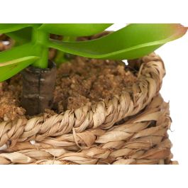 Maceta Ovalada Ibergarden 14x22x14 cm - Surtidos en Madera y Verde (12 Unidades) Maceta Ovalada Ibergarden 14x22x14 cm - Surtidos en Madera y Verde (12 Unidades)