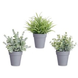 Maceta Planta Verde Surtidos Ibergarden 12X18CM (24 Unidades) Maceta Planta Verde Surtidos Ibergarden 12X18CM (24 Unidades)