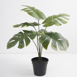 DKD Home Decor Little Monstera Planta Verde 40 x 30 x 50 cm (2 Unidades) Precio: 16.50000044. SKU: B1H84WG6PR