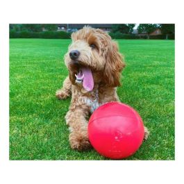 Company Of Animals Boomer Ball 20 cm - Pelota de Polietileno Súper Resistente para Perros Destructores, Juego y Ejercicio