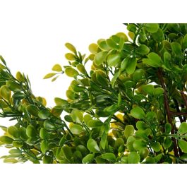 Arbol Helecho Verde Surtidos Ibergarden 35X96CM (3 Unidades) Arbol Helecho Verde Surtidos Ibergarden 35X96CM (3 Unidades)