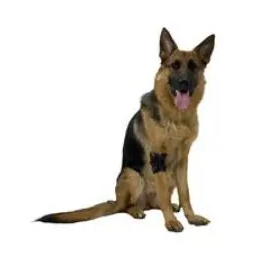 Protector De Codo Kruuse Rehab S Protector De Codo Kruuse Rehab S Precio: 27.99986101. SKU: B19B2YS7KN