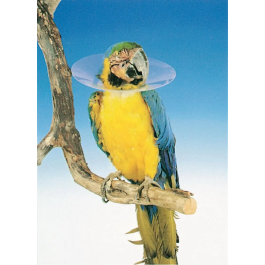 Collar Isabelino Para Aves 10 cm Kruuse Precio: 2.50000036. SKU: B1F5P6RFZ2