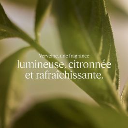 L'Occitane En Provence Eau de Toilette VERBENA Unisex Vaporizador 100 ml - Fragancia Cítrica Refrescante Campo Provenzal