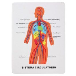 Goma Eva Fixo Kids Puzle 22,5X28 Cm. Sistema Circulatorio Precio: 3.50000002. SKU: B1AZGTK78S