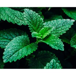 Kiehl'S ULTIMATE BRUSHLESS Crema de Afeitar 75 ml