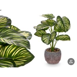 Maceta Planta Hoja Bicolor Ibergarden 19X37CM (8 Unidades) Precio: 53.49999996. SKU: B16L29RBWB