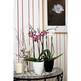 Or Brun Fertilizante para Orquídeas MARRÓN ORO 250 ml Or Brun Fertilizante para Orquídeas MARRÓN ORO 250 ml