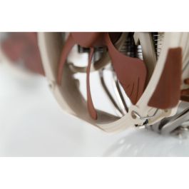 NOCTUA NH-D15 Cooler Multi Ventilador 14cm para Procesador | Sockets 1700, 1200, 115x, AM3/4/5, 2011, 2066