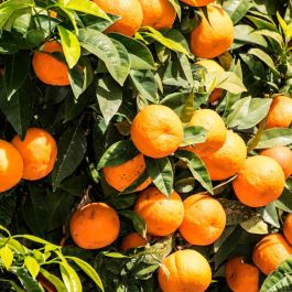 The Body Shop Satsuma Gel de Ducha 60 ml, Fresco, Aloe Vera, Vegano