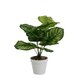 Planta Decorativa Polietileno Plástico Calathea 28 x 28 x 37 cm Precio: 14.49999991. SKU: B14Q2PHWZ8