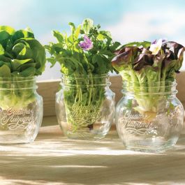 Bormioli Rocco Tarro Conserva Vidrio Quattro Stagioni 15 cL Fabricado en Italia