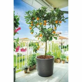 DEROMA 9HB14SZ Maceta Jarrón Millennium R Antracita con reserva de agua y ruedas 59 cm