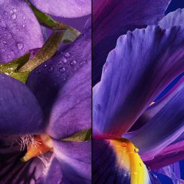 Guerlain INSOLENCE Eau de Parfum Vaporizador 75 ml para Mujer Floral Frutal