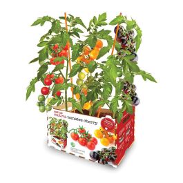 Batlle Caja de tomates cherry - 3 variedades: rojos, amarillos y negros - Incluye productos para cultivar