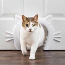 Paso para gatos - PETSAFE - CAT CORRIDOR - Blanco Precio: 53.845000725999995. SKU: B17KP2AD3R