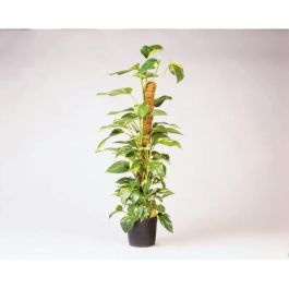 Nature Protector de Fibra de Coco para Plantas - H120 cm x Ø42 mm